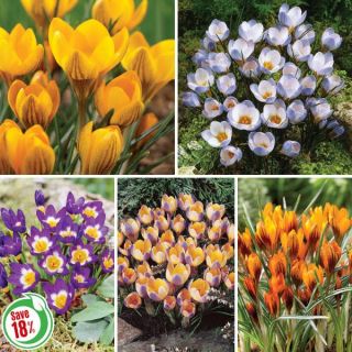 Snow Crocus Collection Thumbnail